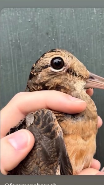 山鷸 奇異鳥群