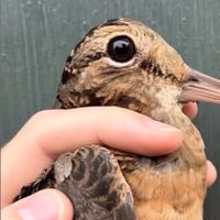 山鷸 奇異鳥群