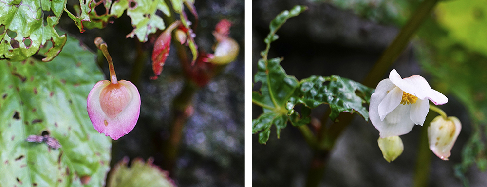 步道是生態豐富的自然教室，每個季節都有不同的驚喜。(攝影/Cindy Lee)