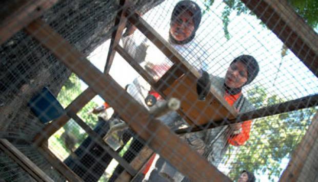 Tim Jumantik melakukan pemberantasan sarang nyamuk. TEMPO/Tri Handiyatno