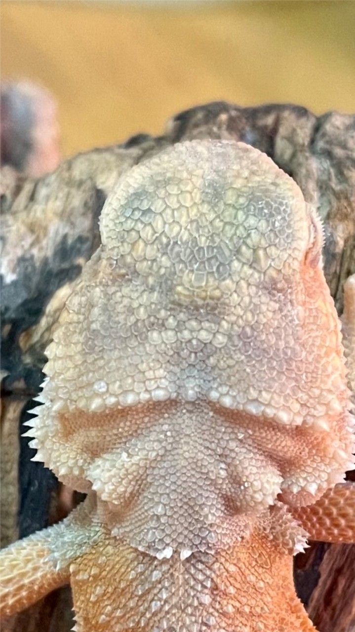フトアゴの飼育員