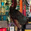 พัทลุงอินเตอร์ฟาร์ม 🐓