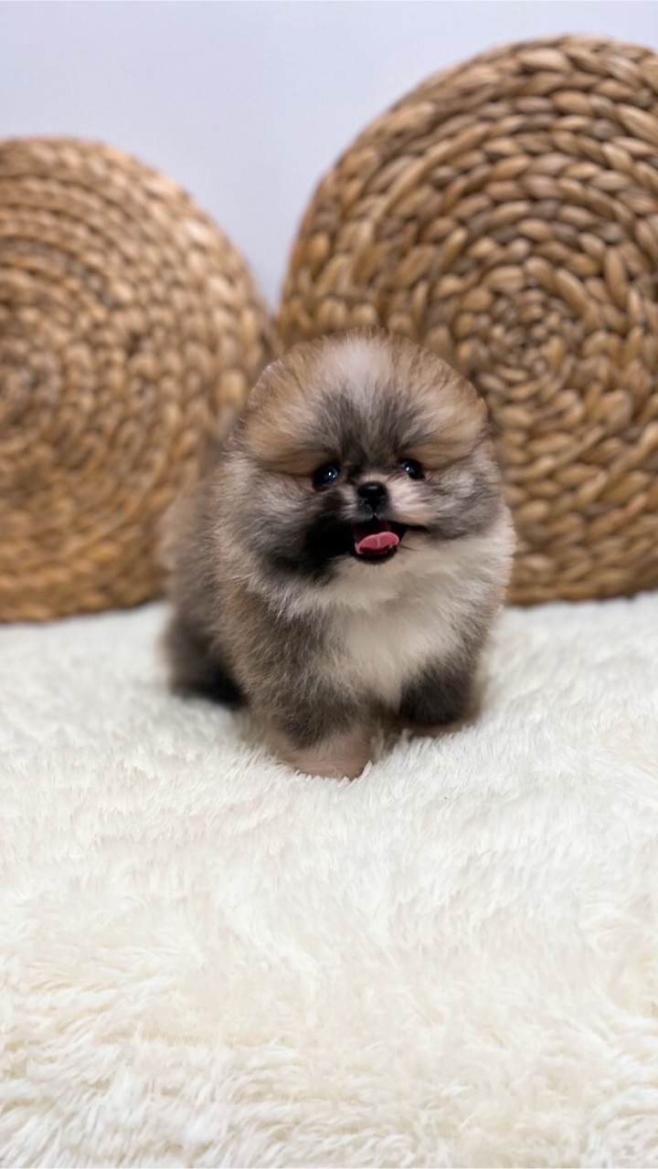 漂亮博美買賣群