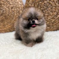 漂亮博美買賣群