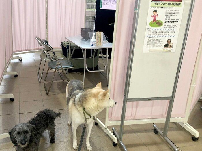 順番が逆 困る前にしつけを学ぶ飼い主さんが増えない理由 連載 西川文二の 犬ってホントは Vol 137 いぬのきもちnews