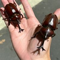 高醫玩自然