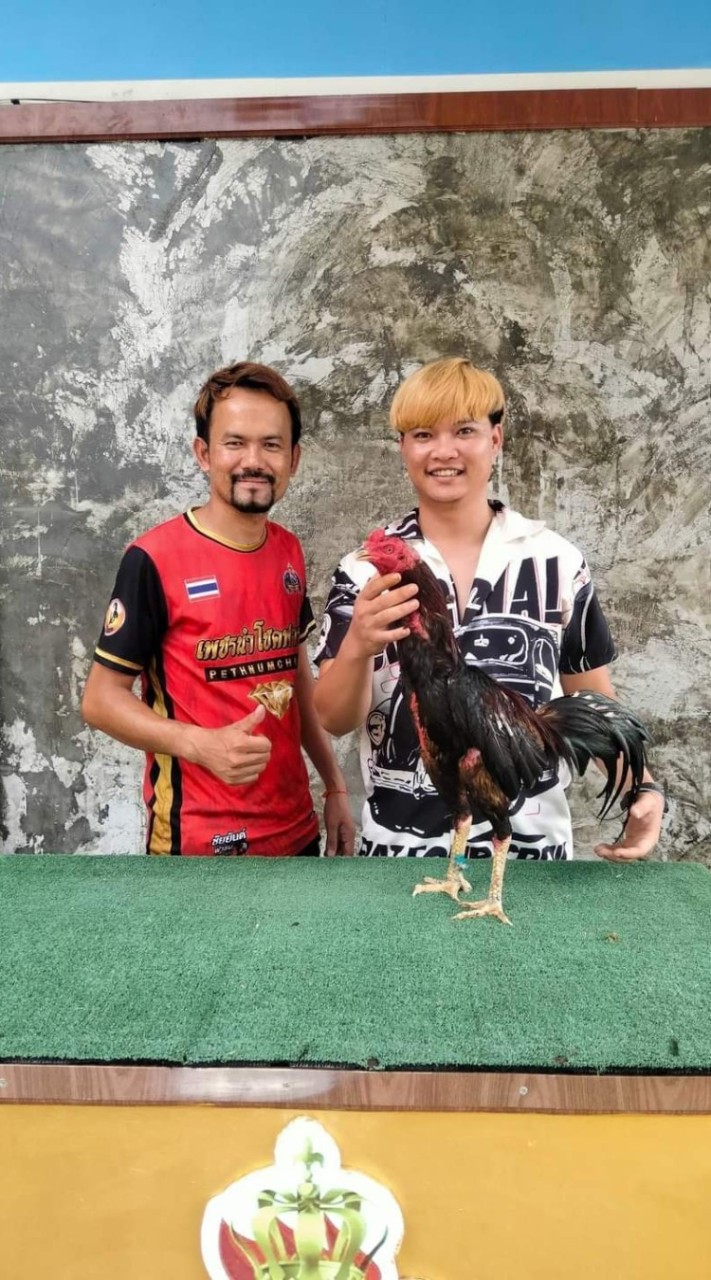 MT ฟาร์ม ไก่ชน