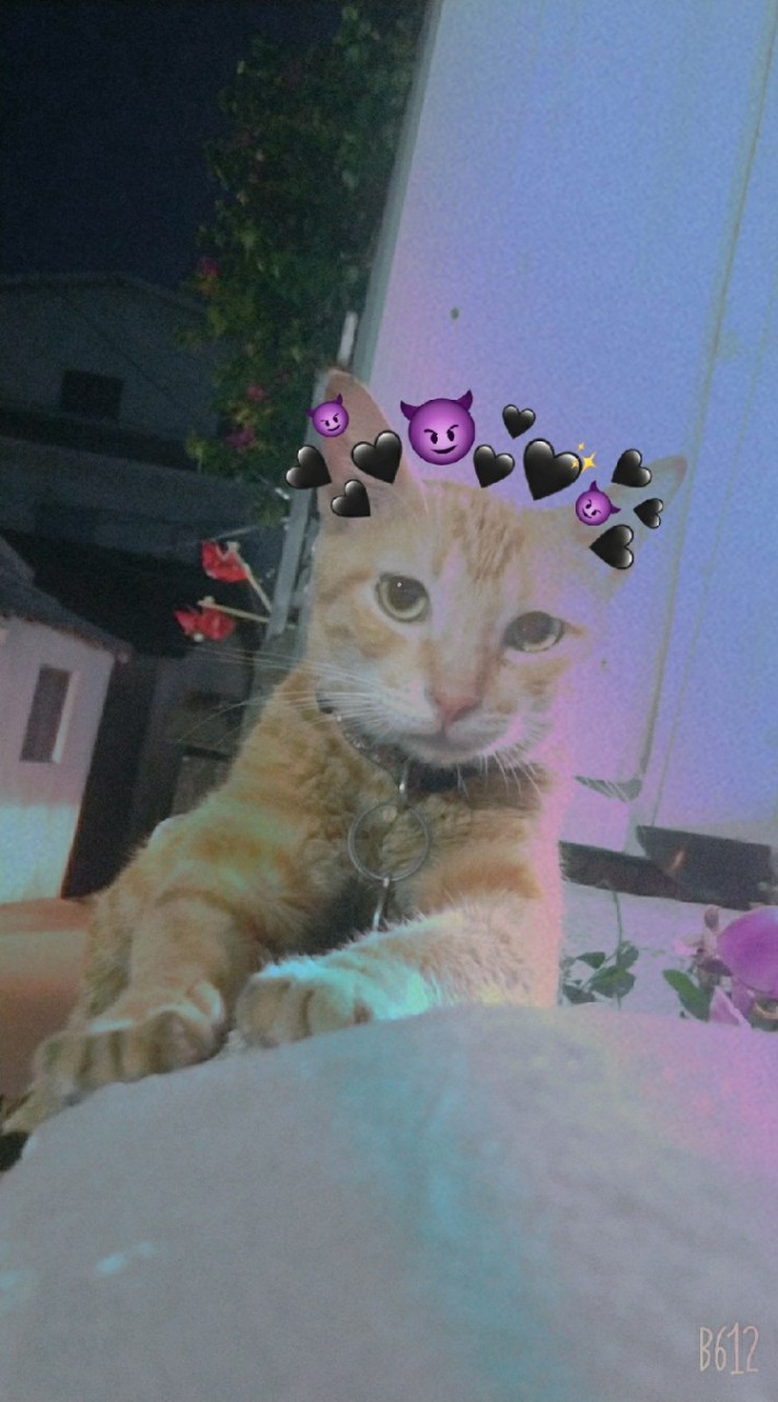 口愛貓貓🙂