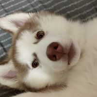 總太2020毛寶貝🐶😺🐇🐍🐢天地
