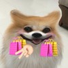 bobo go korea🐶🛍️