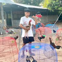 Fc บัวลายทีม🐓