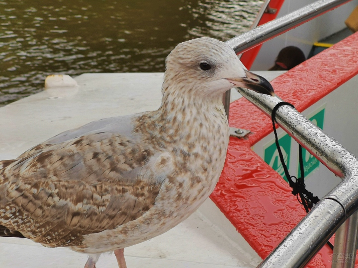 倫敦街頭實拍，HUAWEI Mate 20 Pro 矩陣式排列三鏡頭之超廣角、長焦鏡頭使用心得分享