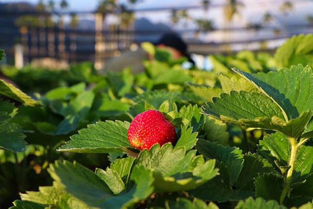 照片來源：好好玩台灣