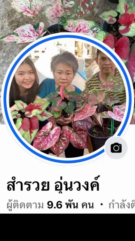 กลุ่มบอนสีแม่สำรวย