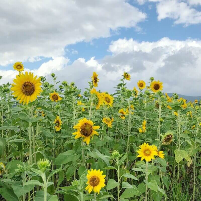 全台向日葵懶人包｜彩虹河濱公園