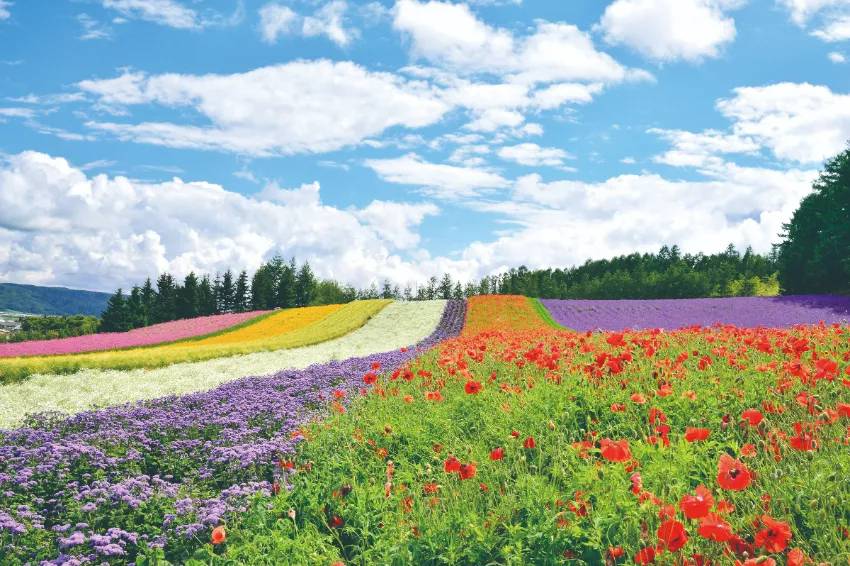 北海道鐵馬攻略 挑戰北海道富良野 美瑛超夢幻絕景單車路線 沿途大片花海 六花亭經典甜點相伴 Walkerland 窩客島 Line Today