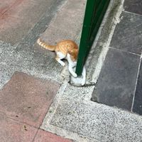 打球哇