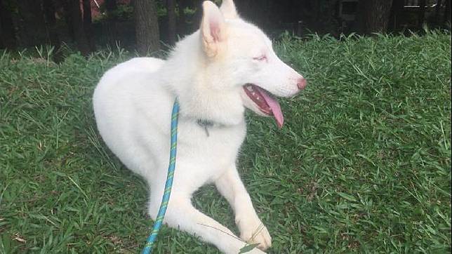 Dokter Hewan Digugat Kasus Husky Albino Ini Kata Penjual Anjing