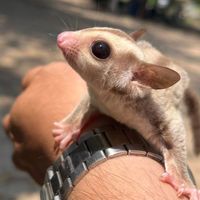 ประมูลชูก้าไกลเดอร์ สีสูง camino /albino /caramal alb