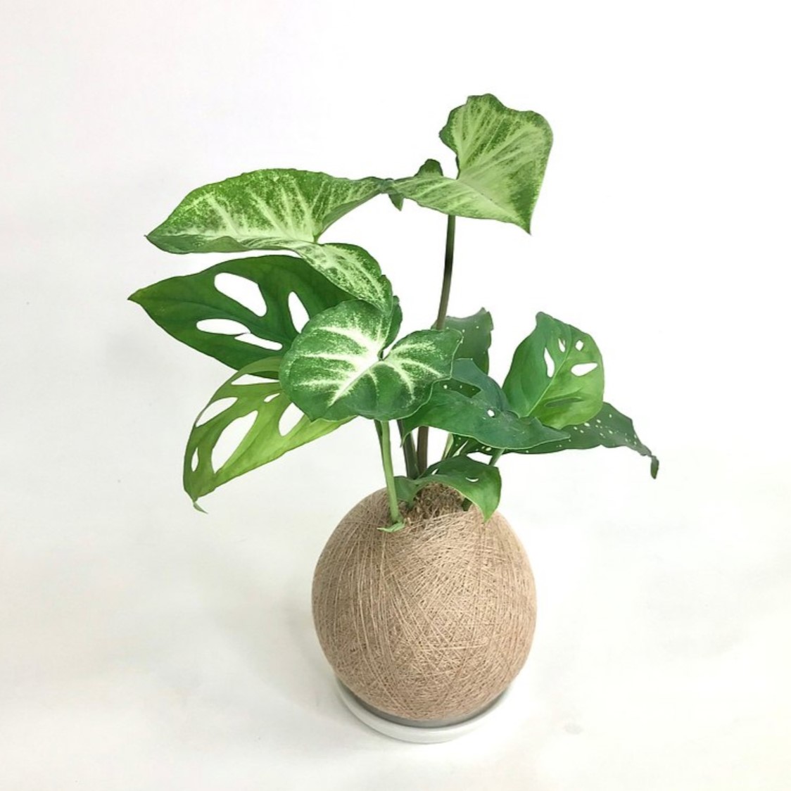 天秤座開運植物推薦：合果芋