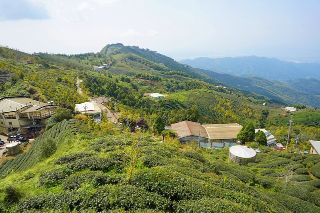 大崙山觀光茶園