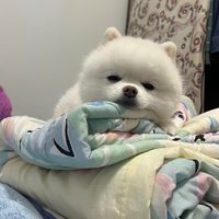 毛孩子天堂