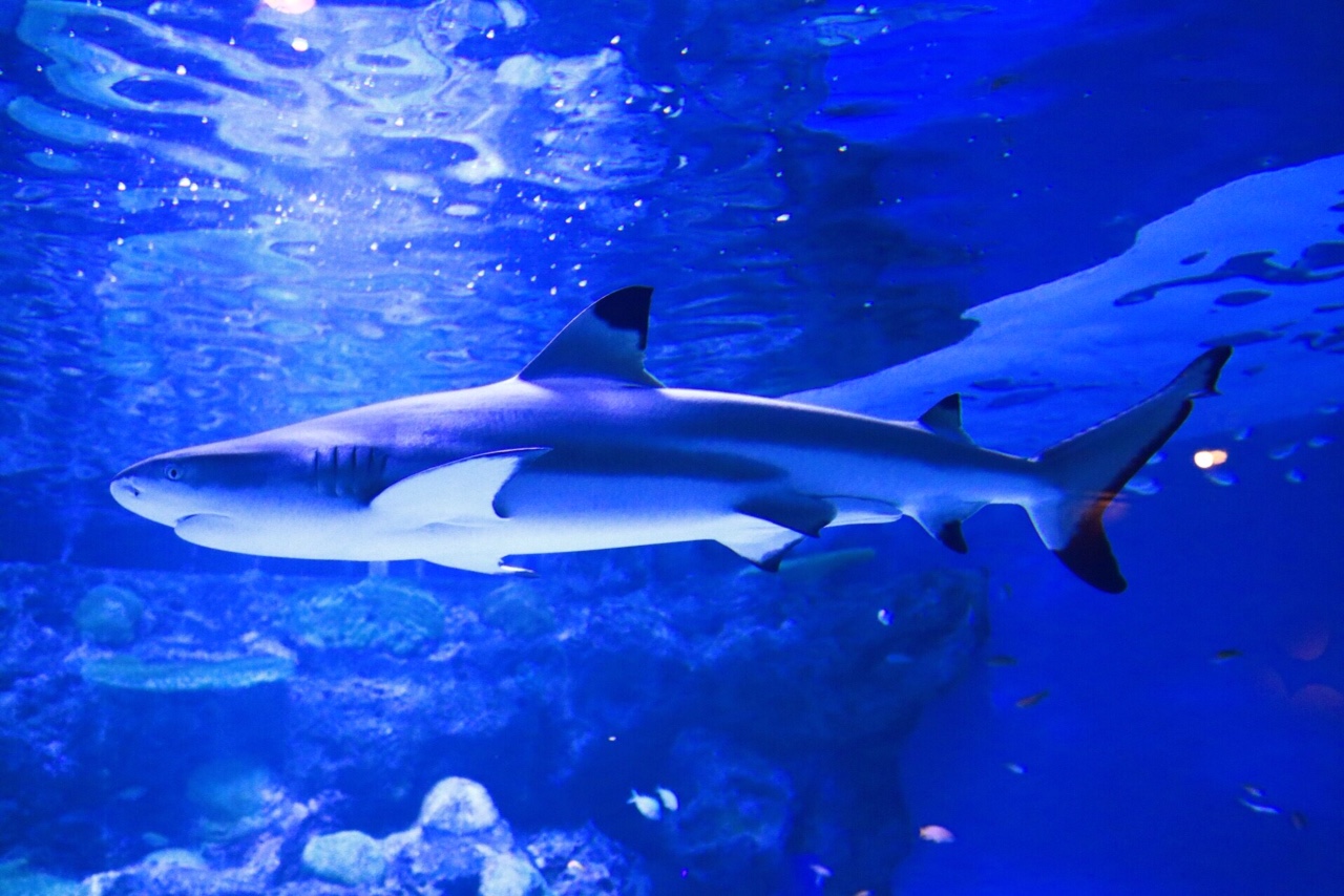 MaxellAquaPark品川水族館