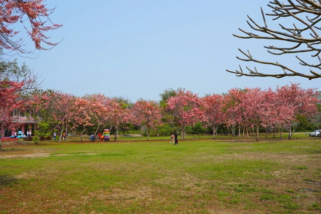 中部景點,斗六景點,斗六花旗木,近水樓台,近水樓台湖畔森林咖啡,近水樓台湖畔森林咖啡交通資訊,近水樓台湖畔森林咖啡停車場,近水樓台湖畔森林咖啡停車場花旗木,近水樓台湖畔森林咖啡門票,雲林IG打卡點,雲林景點,雲林網美景點,雲林花旗木近水樓台湖畔森林咖啡花旗木