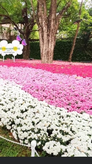 สินค้าเมืองเหนือ