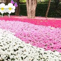 สินค้าเมืองเหนือ