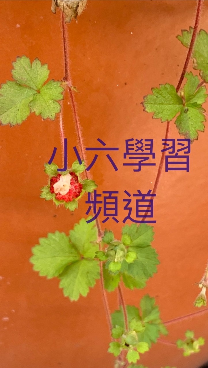小六學習頻道