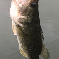 淀川バス釣り