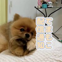 【配信通知＆重要】てまもこ🍞🐻ྀི🌼