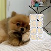 【配信通知】てまもこ🍞🐻ྀི🌼