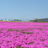 鹿児島市40.50代ワイワイ🎵ためいき倶楽部🍀