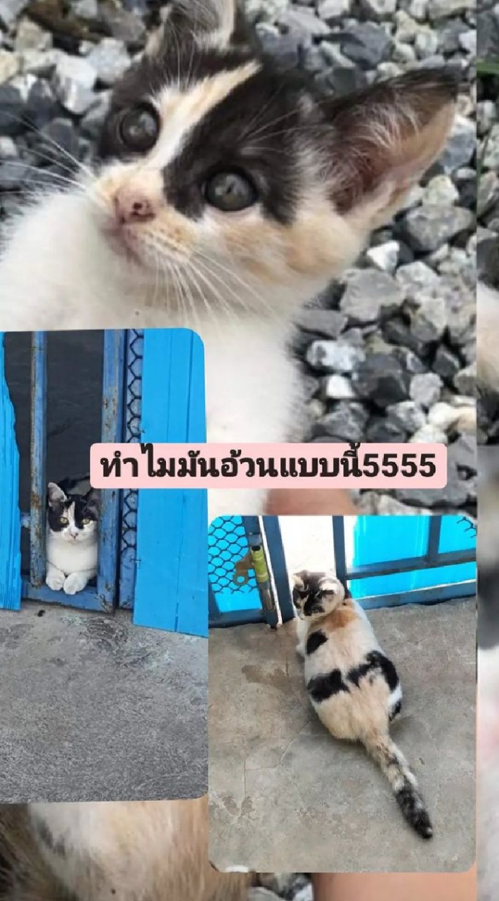 กลุ่มคุยกัน(คุยกัน)(ทาสแมว)(ทาสหมา)