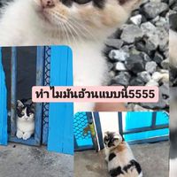 กลุ่มคุยกัน(คุยกัน)(ทาสแมว)(ทาสหมา)