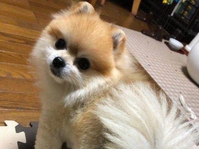 愛犬が背中を向けてくる 実は 最大級の信頼 のサイン いぬのきもちnews