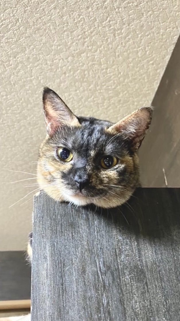 ネコと本好きをふやす会