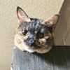 ネコと本好きをふやす会