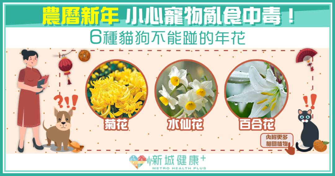 農曆新年21 小心寵物亂食中毒 6種貓狗不能踫的年花 新城健康 Line Today