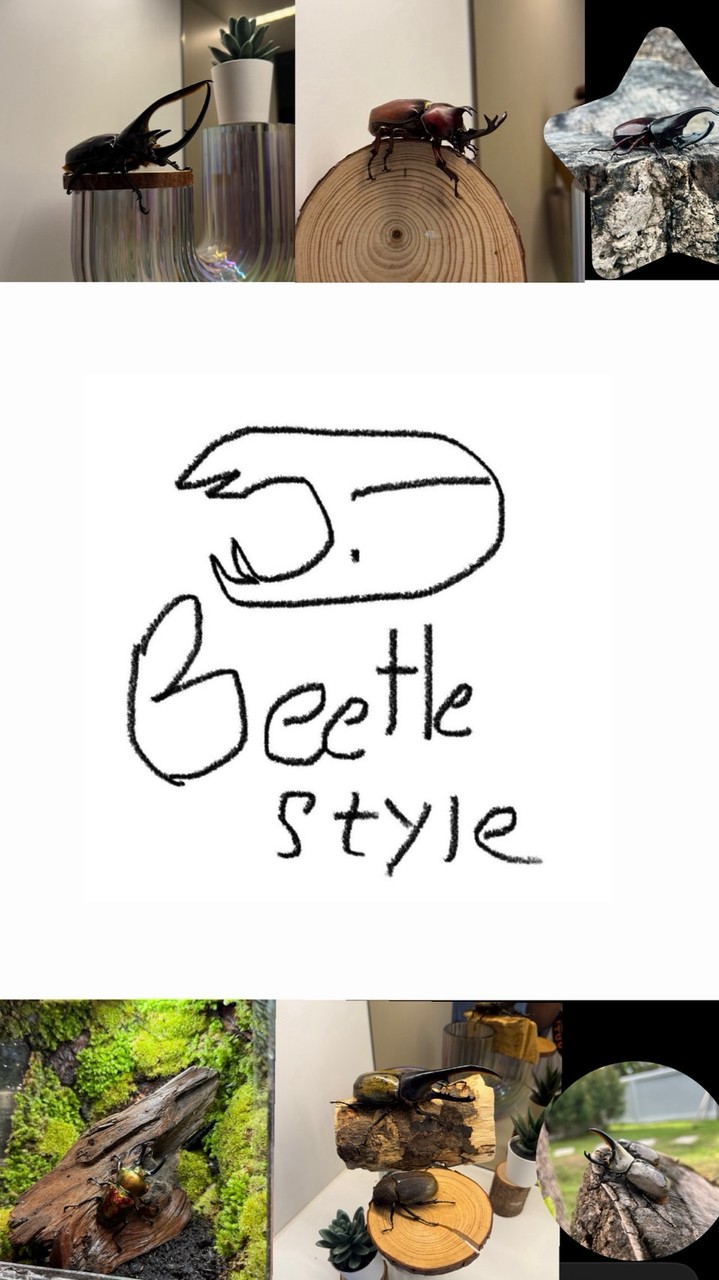 ร้านขายด้วง Beetle style