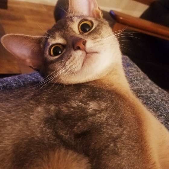 そっくり アビシニアン ソマリ 見分け方のポイント