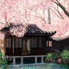 晝夢
