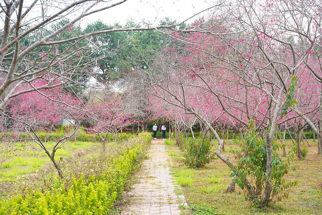 鳥銃頭櫻花公園