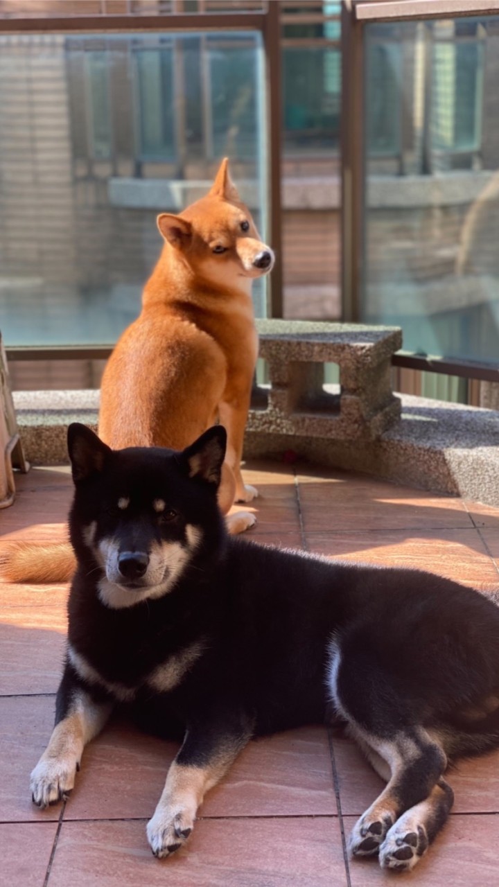 柴犬遊楽園