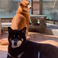 柴犬遊楽園