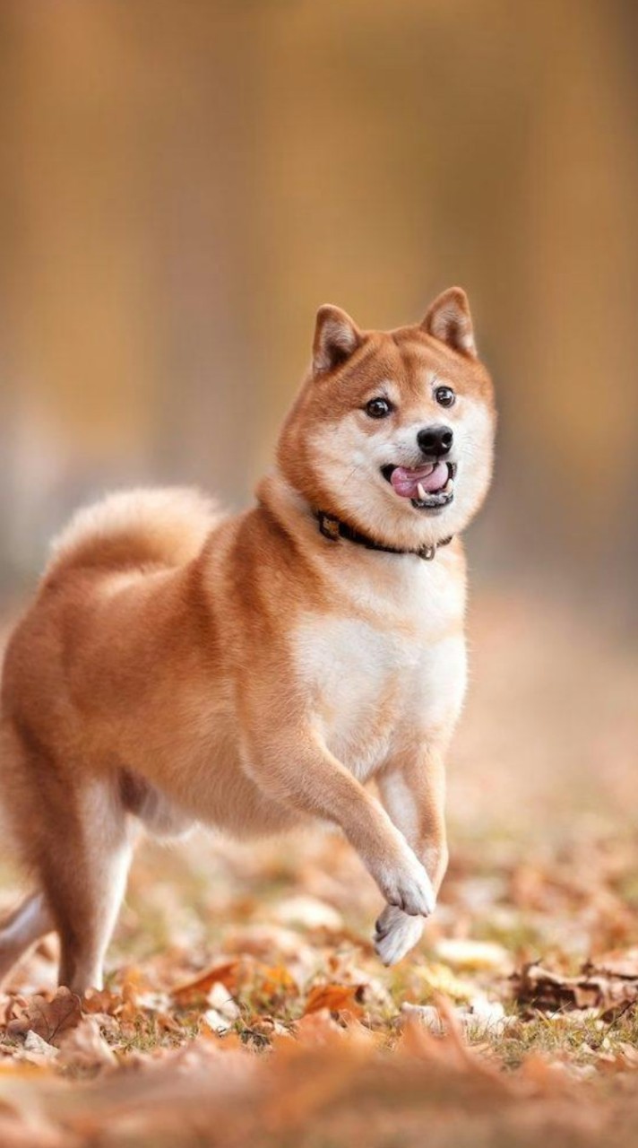 柴犬好きな人！犬が好きな人！集まれ！！❤Uo･ｪ･oU❤