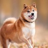 柴犬好きな人！犬が好きな人！集まれ！！❤Uo･ｪ･oU❤