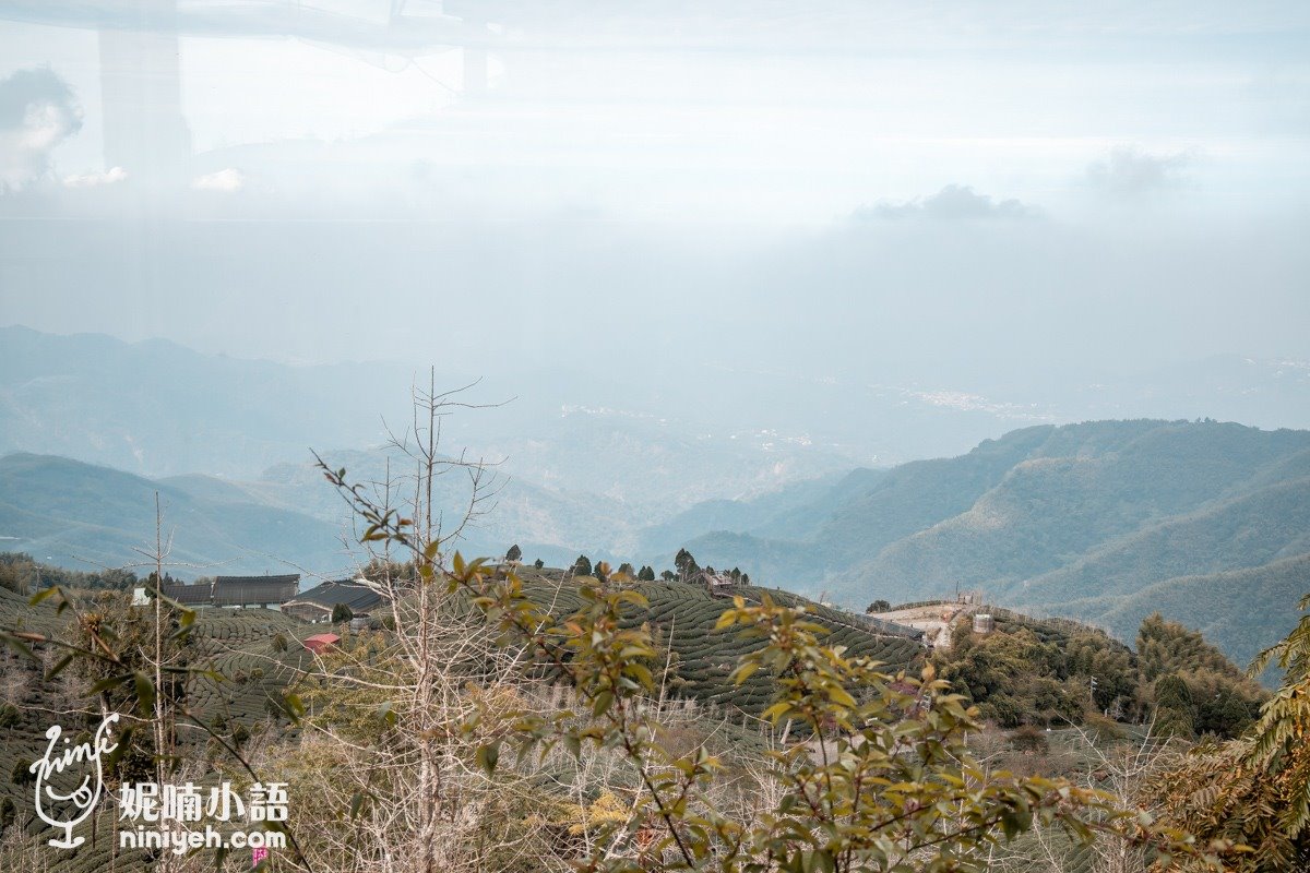 南投最美「銀杏森林」！破20萬坪堪稱「東南亞最大」，搭夕陽雲海如人間仙境